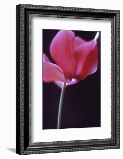 Red Cyclamen Abstract-Anna Miller-Framed Photographic Print