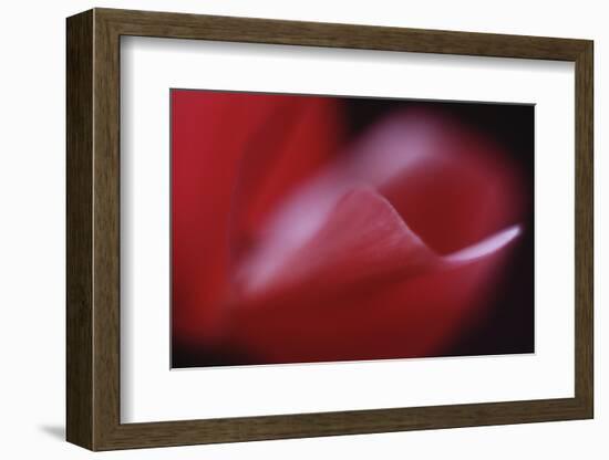 Red Cyclamen Abstract-Anna Miller-Framed Photographic Print