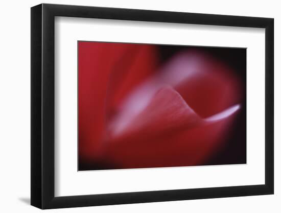 Red Cyclamen Abstract-Anna Miller-Framed Photographic Print