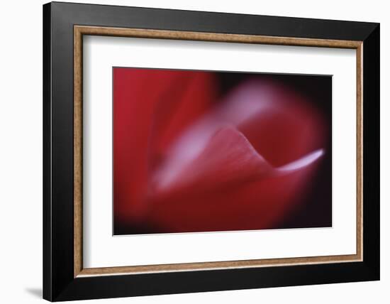 Red Cyclamen Abstract-Anna Miller-Framed Photographic Print