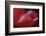 Red Cyclamen Abstract-Anna Miller-Framed Photographic Print