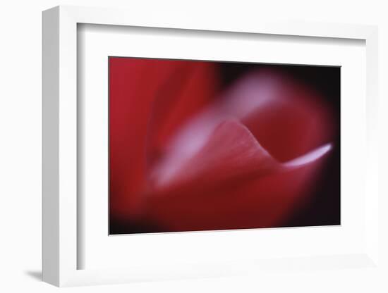 Red Cyclamen Abstract-Anna Miller-Framed Photographic Print