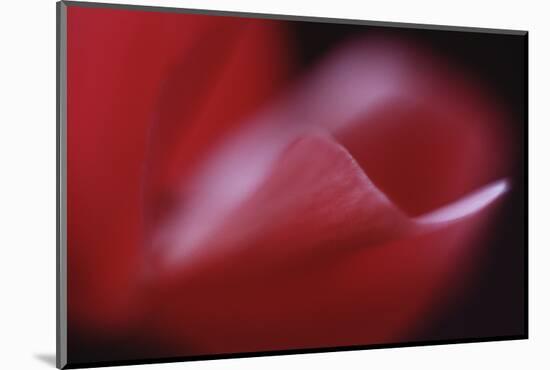 Red Cyclamen Abstract-Anna Miller-Mounted Photographic Print