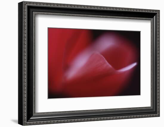 Red Cyclamen Abstract-Anna Miller-Framed Photographic Print