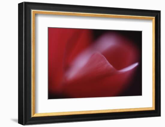 Red Cyclamen Abstract-Anna Miller-Framed Photographic Print