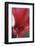 Red Cyclamen Abstract-Anna Miller-Framed Photographic Print