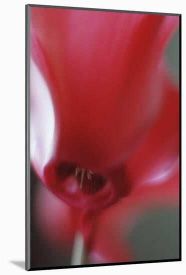 Red Cyclamen Abstract-Anna Miller-Mounted Photographic Print