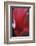 Red Cyclamen Abstract-Anna Miller-Framed Photographic Print