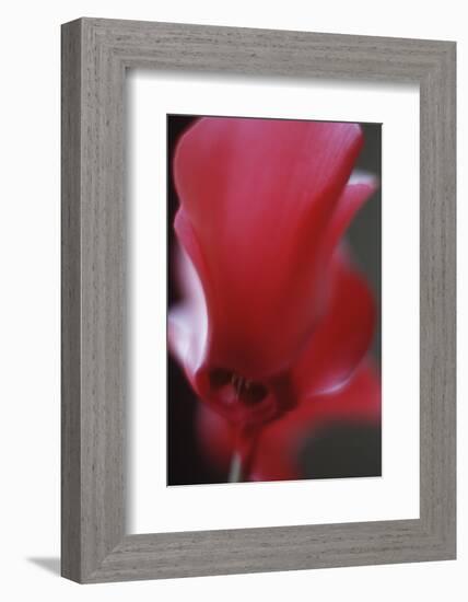 Red Cyclamen Abstract-Anna Miller-Framed Photographic Print