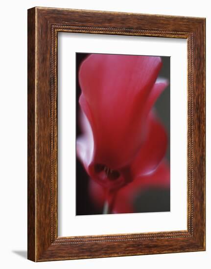 Red Cyclamen Abstract-Anna Miller-Framed Photographic Print