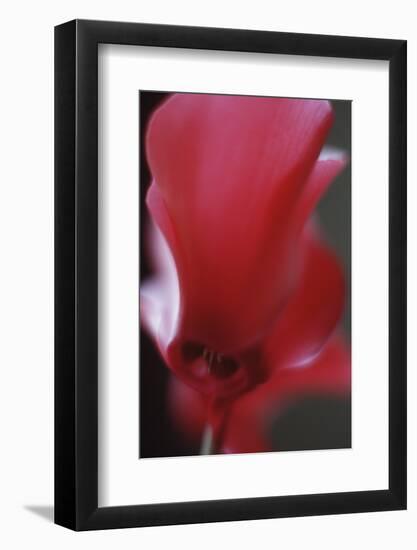 Red Cyclamen Abstract-Anna Miller-Framed Photographic Print