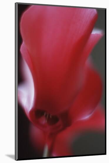 Red Cyclamen Abstract-Anna Miller-Mounted Photographic Print