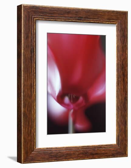 Red Cyclamen Abstract-Anna Miller-Framed Photographic Print