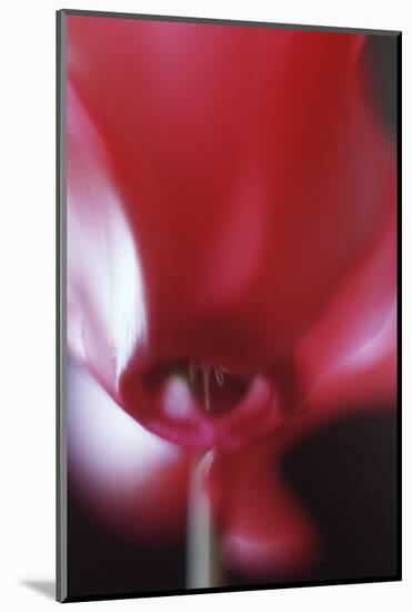 Red Cyclamen Abstract-Anna Miller-Mounted Photographic Print