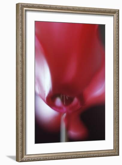 Red Cyclamen Abstract-Anna Miller-Framed Photographic Print