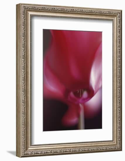 Red Cyclamen Abstract-Anna Miller-Framed Photographic Print