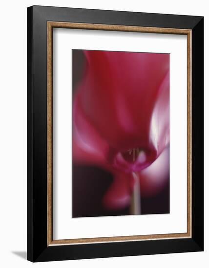 Red Cyclamen Abstract-Anna Miller-Framed Photographic Print