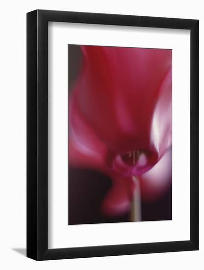 Red Cyclamen Abstract-Anna Miller-Framed Photographic Print