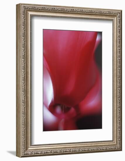 Red Cyclamen Abstract-Anna Miller-Framed Photographic Print