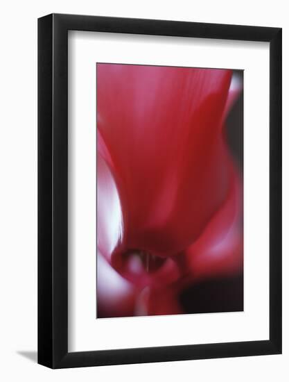 Red Cyclamen Abstract-Anna Miller-Framed Photographic Print