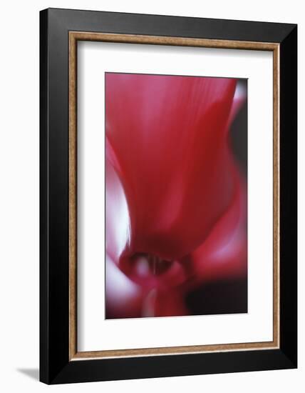 Red Cyclamen Abstract-Anna Miller-Framed Photographic Print