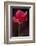 Red Cyclamen Abstract-Anna Miller-Framed Photographic Print