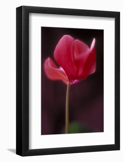 Red Cyclamen Abstract-Anna Miller-Framed Photographic Print