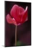 Red Cyclamen Abstract-Anna Miller-Mounted Photographic Print