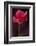 Red Cyclamen Abstract-Anna Miller-Framed Photographic Print