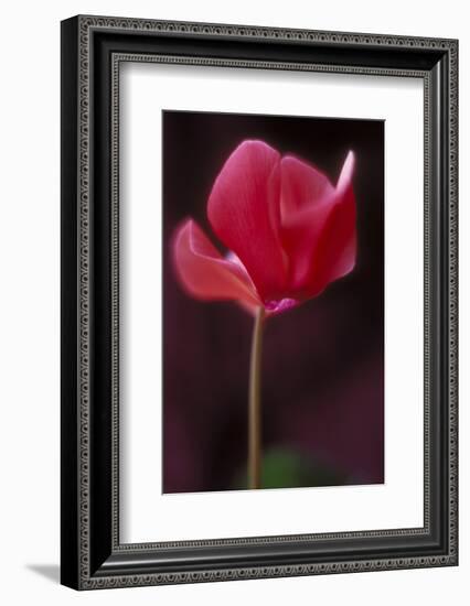 Red Cyclamen Abstract-Anna Miller-Framed Photographic Print