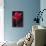 Red Cyclamen Abstract-Anna Miller-Photographic Print displayed on a wall