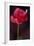 Red Cyclamen Abstract-Anna Miller-Framed Photographic Print