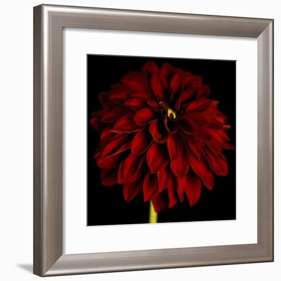 Red Dahlia on Black 01-Tom Quartermaine-Framed Giclee Print