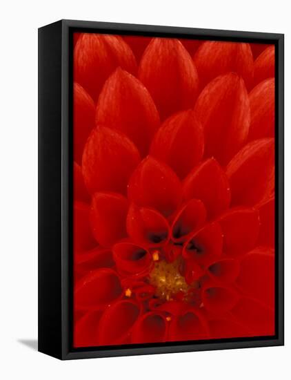 Red Dahlia Petals, Bellevue Botanical Garden, Washington, USA-null-Framed Premier Image Canvas