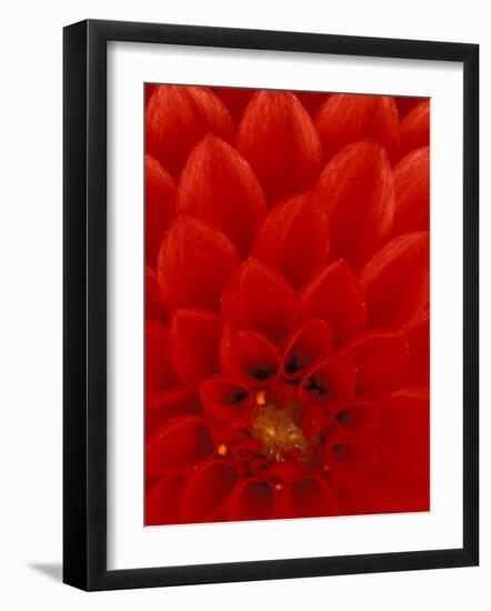 Red Dahlia Petals, Bellevue Botanical Garden, Washington, USA-null-Framed Photographic Print