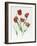 Red Darwin Tulips-Sally Crosthwaite-Framed Giclee Print