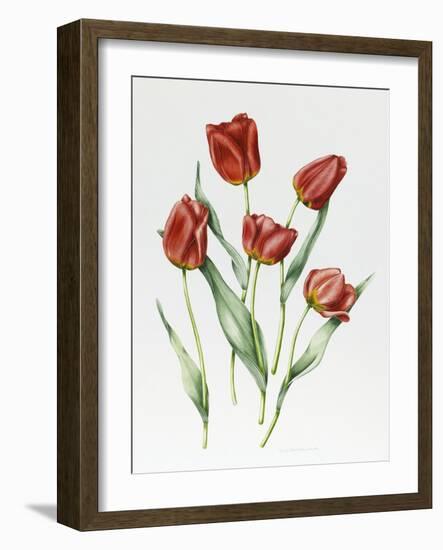 Red Darwin Tulips-Sally Crosthwaite-Framed Giclee Print
