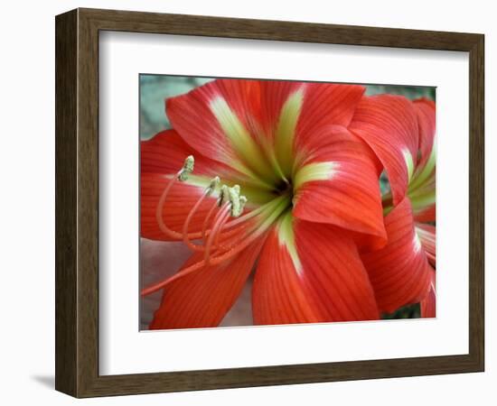 Red Day Lilly-Herb Dickinson-Framed Photographic Print