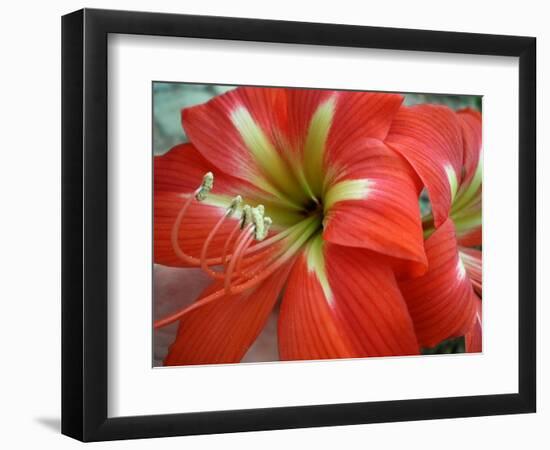 Red Day Lilly-Herb Dickinson-Framed Photographic Print