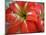 Red Day Lilly-Herb Dickinson-Mounted Photographic Print