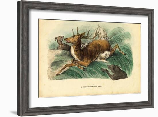 Red Deer, 1863-79-Raimundo Petraroja-Framed Giclee Print