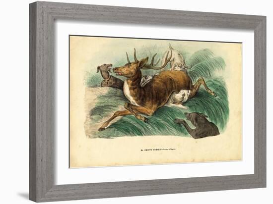 Red Deer, 1863-79-Raimundo Petraroja-Framed Giclee Print