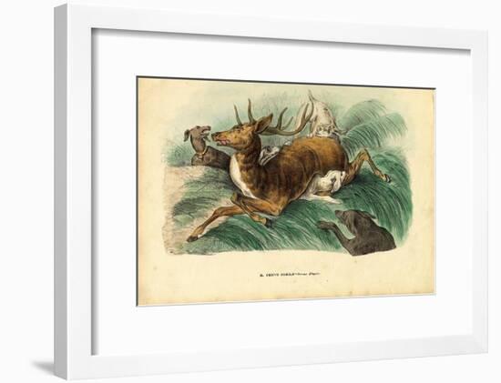 Red Deer, 1863-79-Raimundo Petraroja-Framed Giclee Print