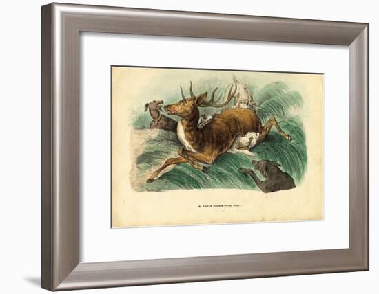 Red Deer, 1863-79-Raimundo Petraroja-Framed Giclee Print