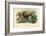 Red Deer, 1863-79-Raimundo Petraroja-Framed Giclee Print