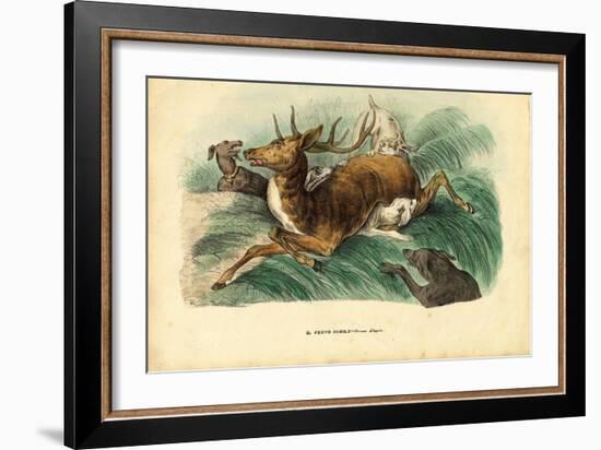 Red Deer, 1863-79-Raimundo Petraroja-Framed Giclee Print