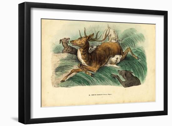 Red Deer, 1863-79-Raimundo Petraroja-Framed Giclee Print