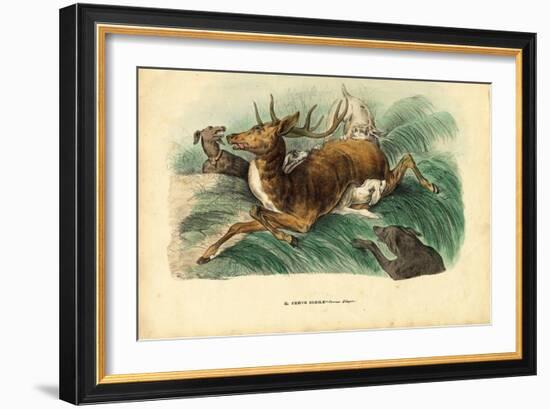 Red Deer, 1863-79-Raimundo Petraroja-Framed Giclee Print