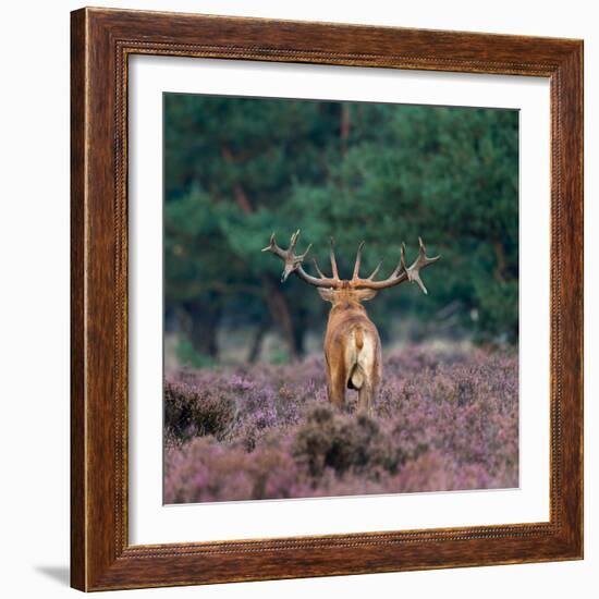 Red Deer Burls during Mating Season-Menno Schaefer-Framed Photographic Print