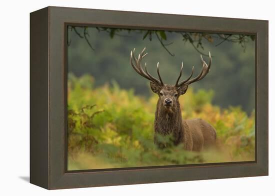 Red Deer (Cervus Elaphus) Dominant Stag Amongst Bracken, Bradgate Park, Leicestershire, England, UK-Danny Green-Framed Premier Image Canvas